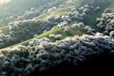 【伊程山水】S101 公路、赛里木湖、库尔德宁、吐尔根杏花 谷、那拉提草原、独山子大峡谷 7 日游